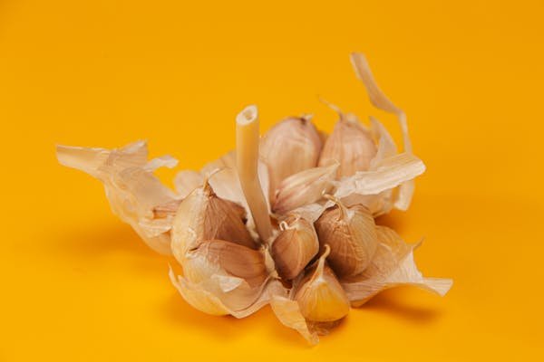 can you plant garlic in the spring