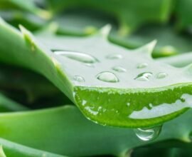 why should aloe vera be cloned