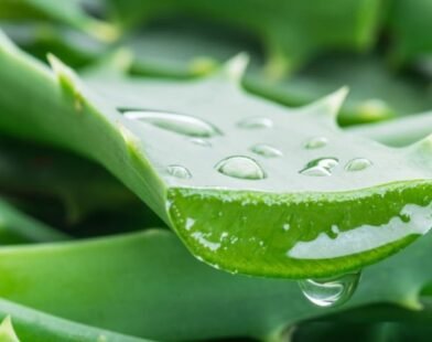 why should aloe vera be cloned