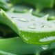 why should aloe vera be cloned