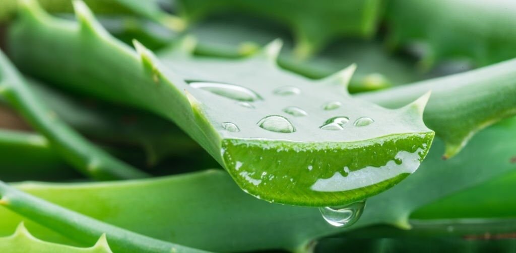 why should aloe vera be cloned