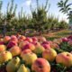 what fruit trees grow in oklahoma
