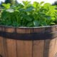 growing potatoes in a barrel
