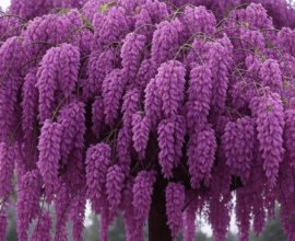 weeping purple flower tree