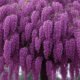 weeping purple flower tree
