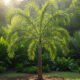 how tall does a foxtail palm grow