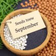 seeds to sow in september