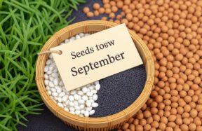 seeds to sow in september