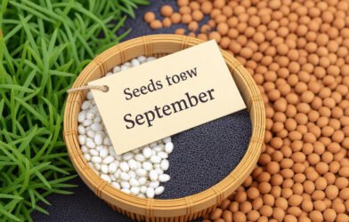 seeds to sow in september